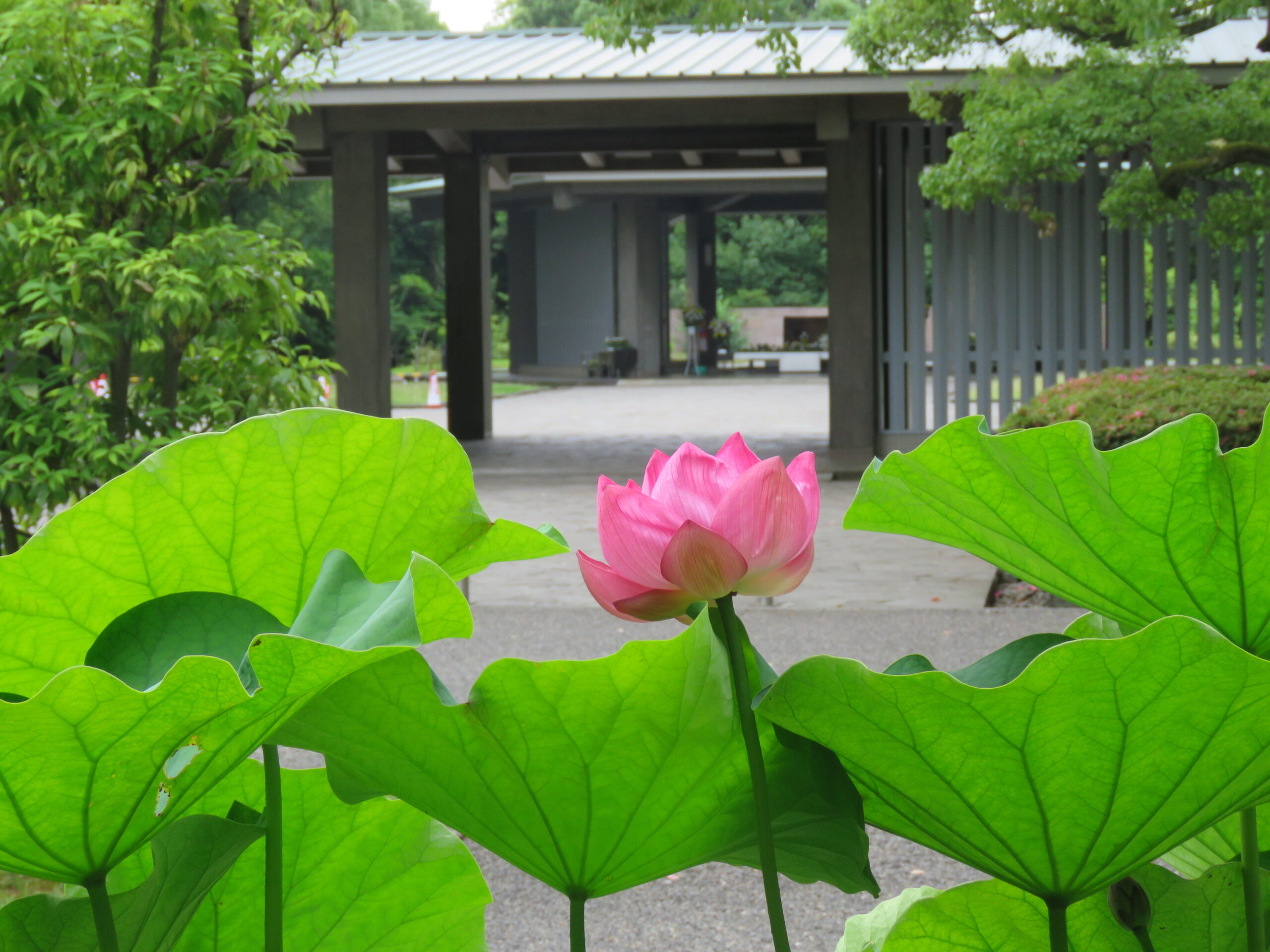 6月２９日(月)の生け花（京葉古流 代表：小浦 一條 先生）